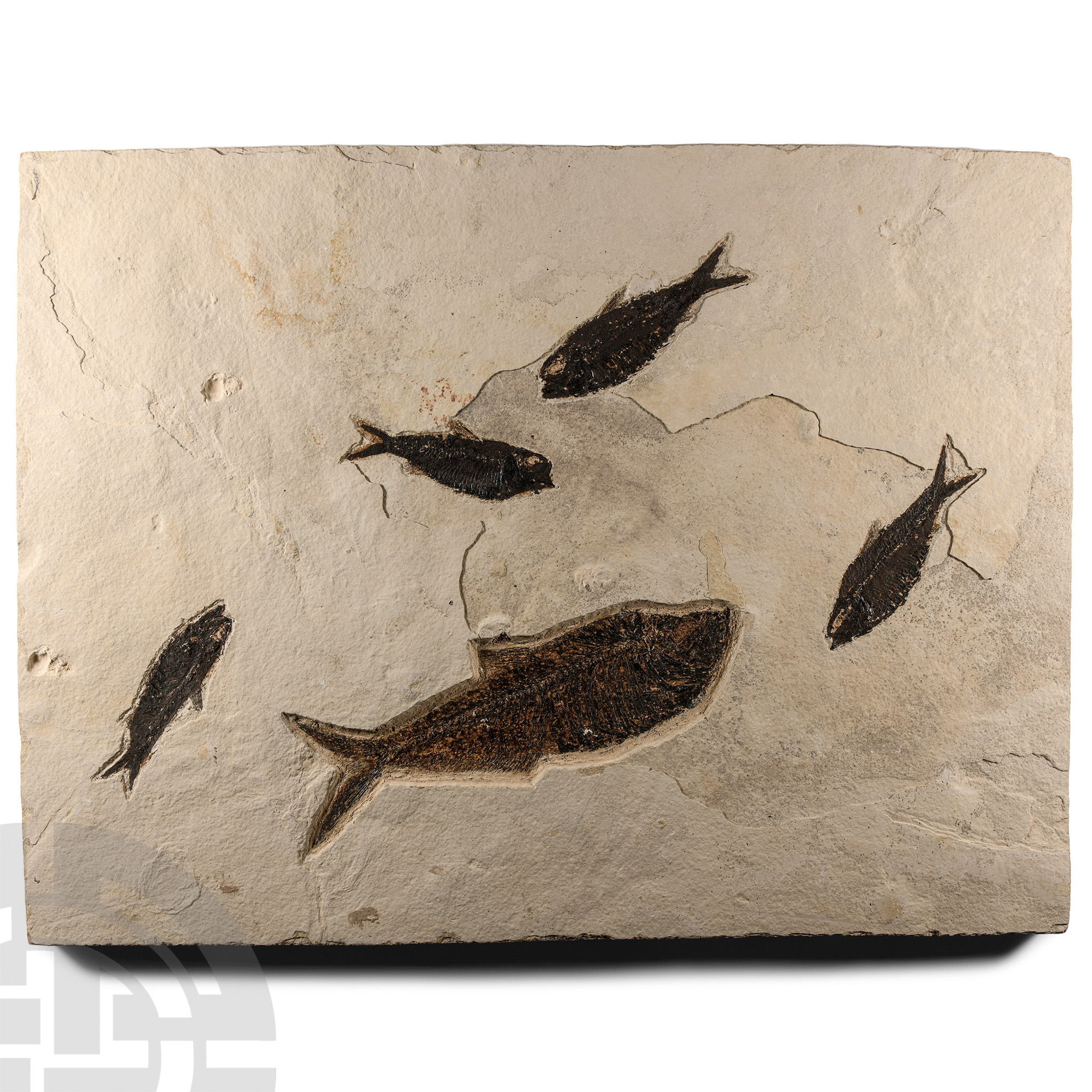 Natural History - Large Fossil Fish Plate