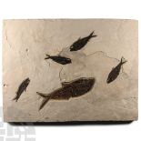 Natural History - Large Fossil Fish Plate