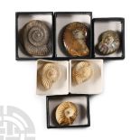 Natural History - Fossil Ammonite Collection