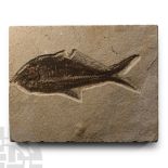 Natural History - Diplomystus Fossil Fish on Matrix