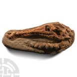 Natural History - Fossil Crocodile Skull and Vertebrae