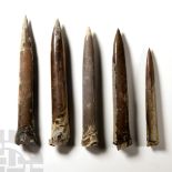 Natural History - Giant British Fossil Belemnite Collection