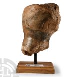 Natural History - Woolly Mammoth Bone Fragment on Stand