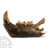 Natural History - Fossil Cave Lion Upper Jaw