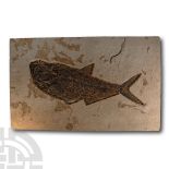 Natural History - Large Fossil Diplomystus Fish Plate