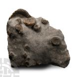 Natural History - Fossil Whitby Dac Ammonite Cluster