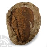 Natural History - Fossil Cambropallas Trilobite