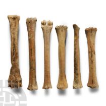 Medieval Animal Bone Group