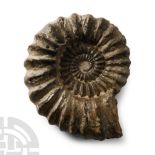 Natural History - British Fossil Ammonite