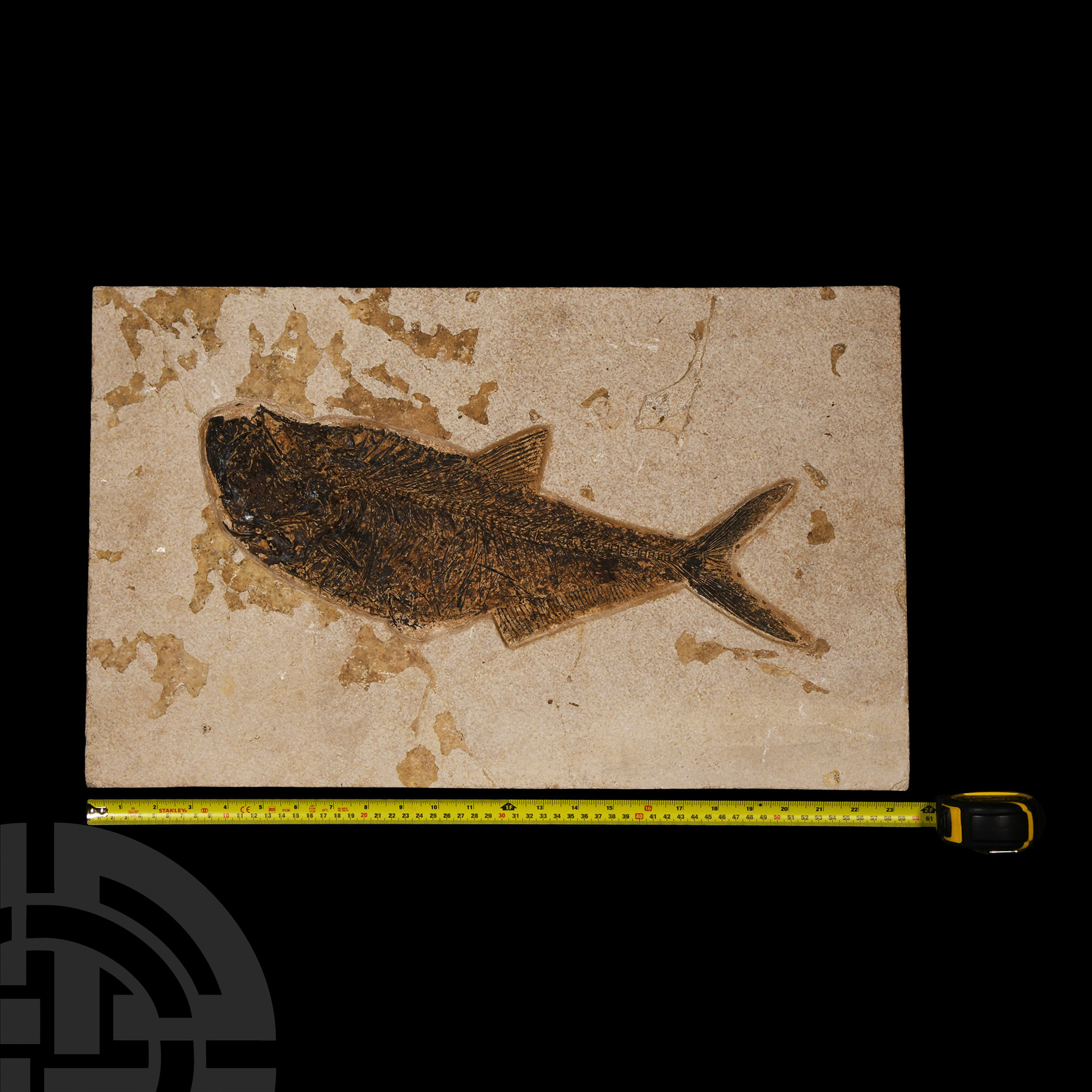 Natural History - Large Fossil Diplomystus Fish Plate - Image 2 of 2