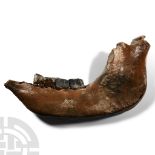 Natural History - Woolly Rhinoceros Jaw