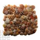 Natural History - Mixed Seashell Collection.
