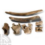 Natural History - British Bison Bone Group