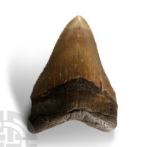 Natural History - Large Fossil Megalodon Giant Shark Tooth