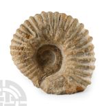 Natural History - Fossil White Agadir Ammonite