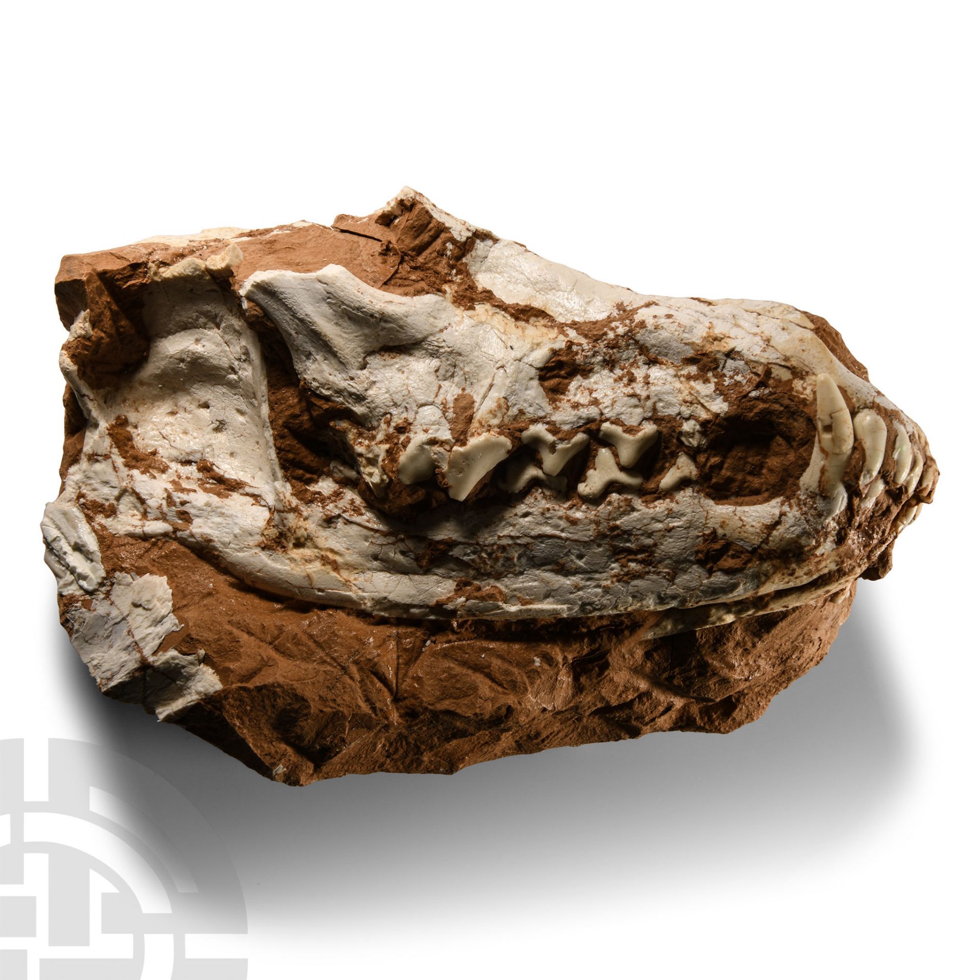 Natural History - Fossil Wolf Skull in Matrix