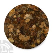 Natural History - Large Polished Fossil Ammonite Plate