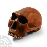 Natural History - Prehistoric Skull Replica