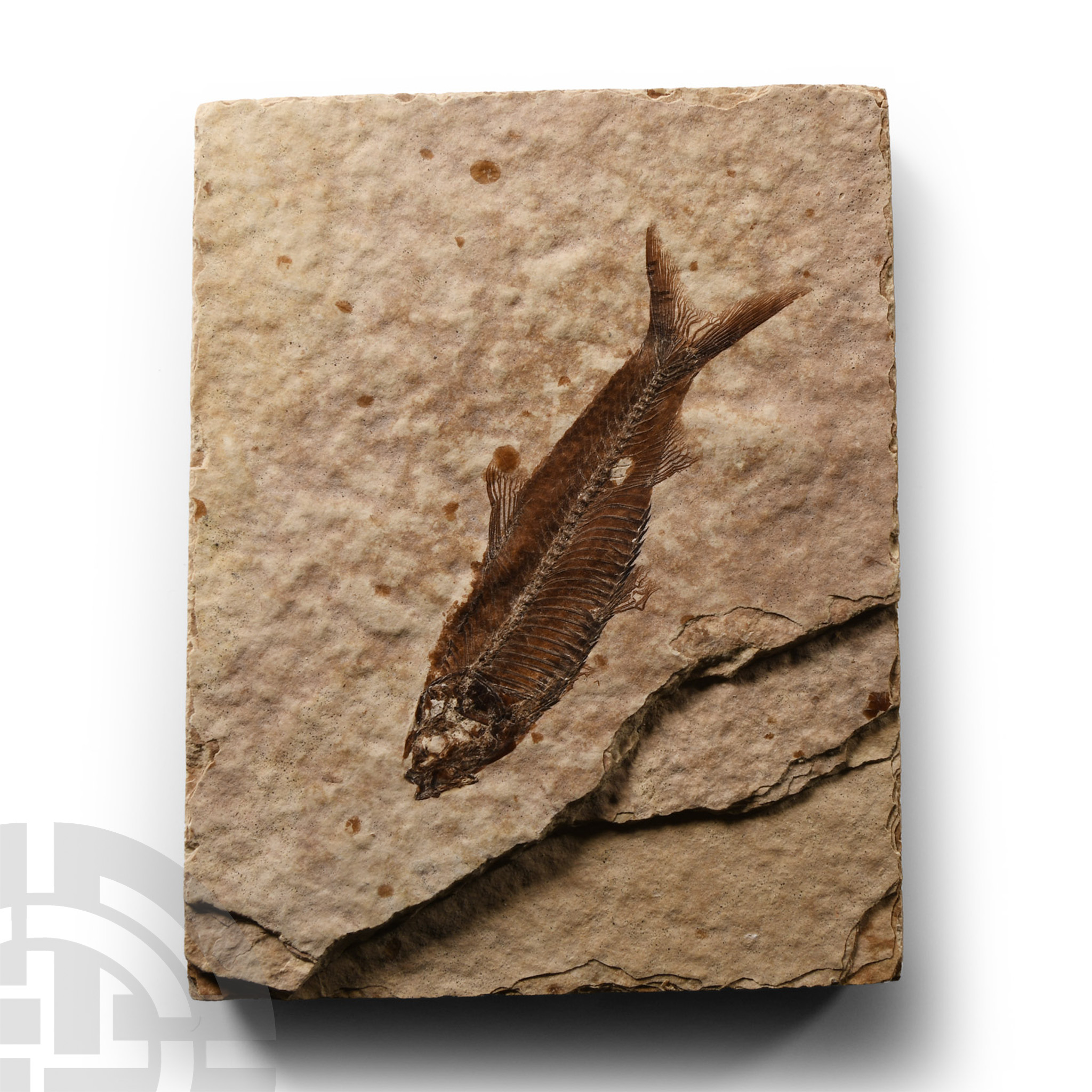 Natural History - Knightia Fossil Fish on Matrix