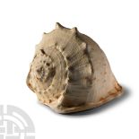 Natural History - Giant Conch Shell.