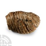 Natural History - 'North Sea' Fossil Woolly Mammoth Tooth