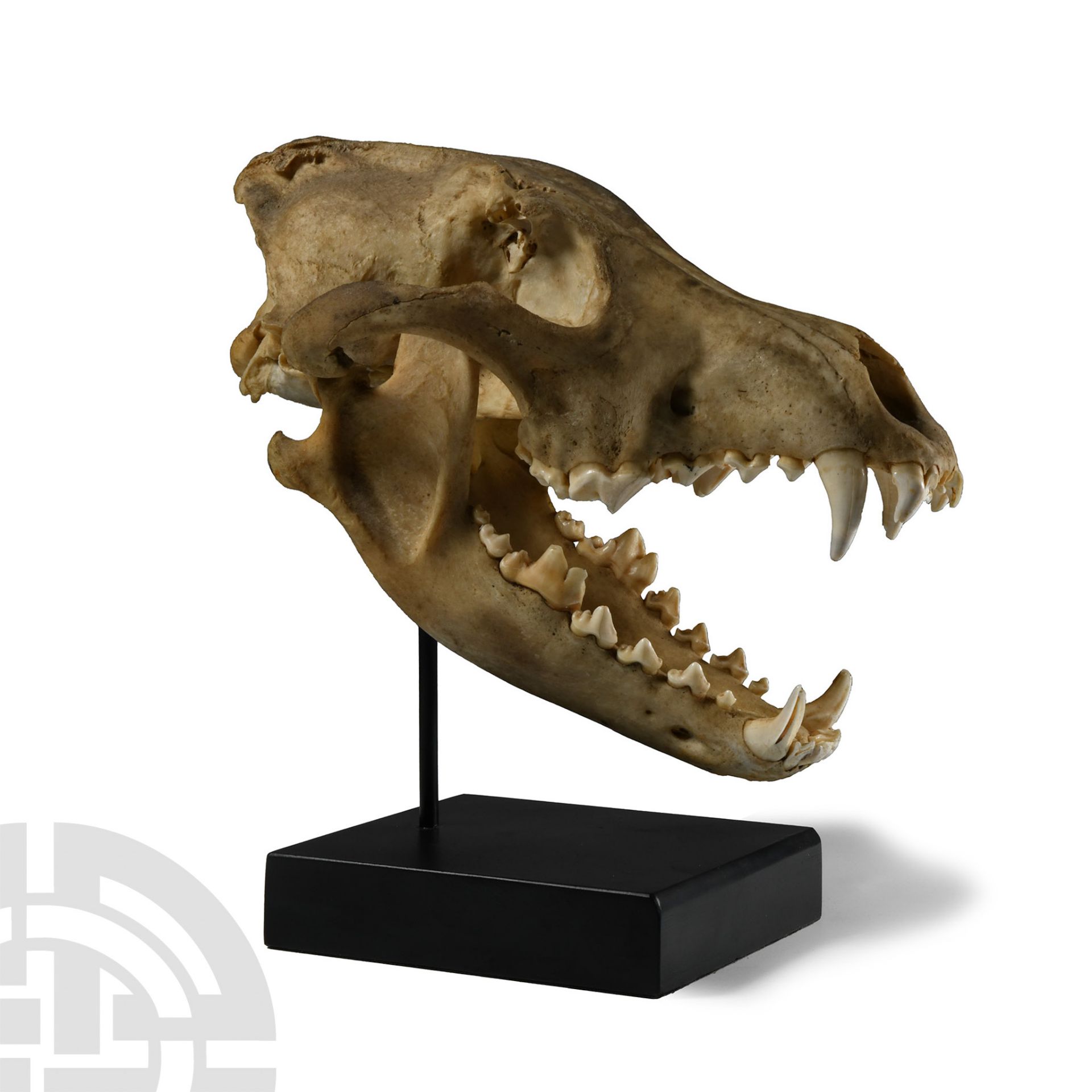 Natural History - Canis Teilhardi Wolf's Skull