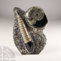 Natural History - Polished Fossil Orthoceras and Goniatite Stand on Rock