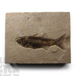 Natural History - Fossil Mioplosus Fish