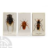 Natural History - Insect Paper Weight Group