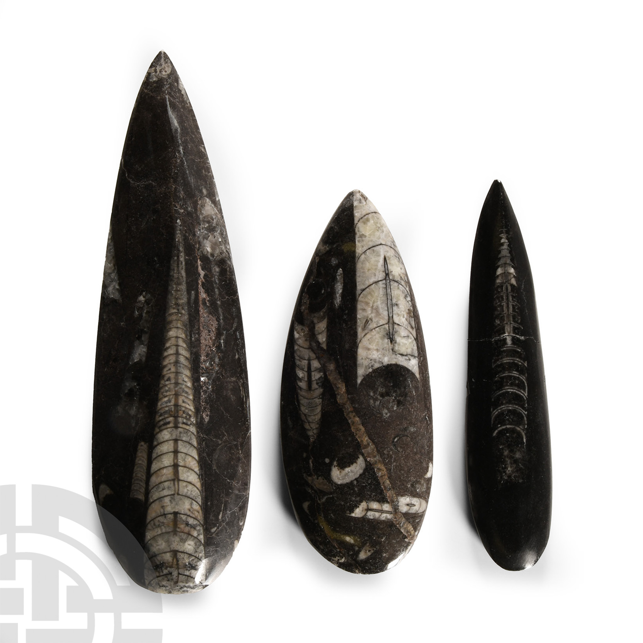 Natural History - Polished Fossil Orthoceras Group