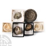 Natural History - Fossil Ammonite Collection