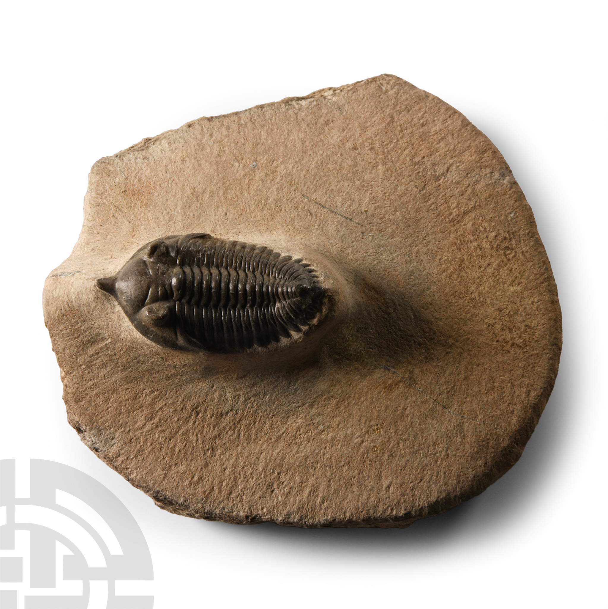 Natural History - Fossil Morroccanites Trilobite