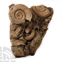 Natural History - Fossil Dactylioceras Ammonite Cluster