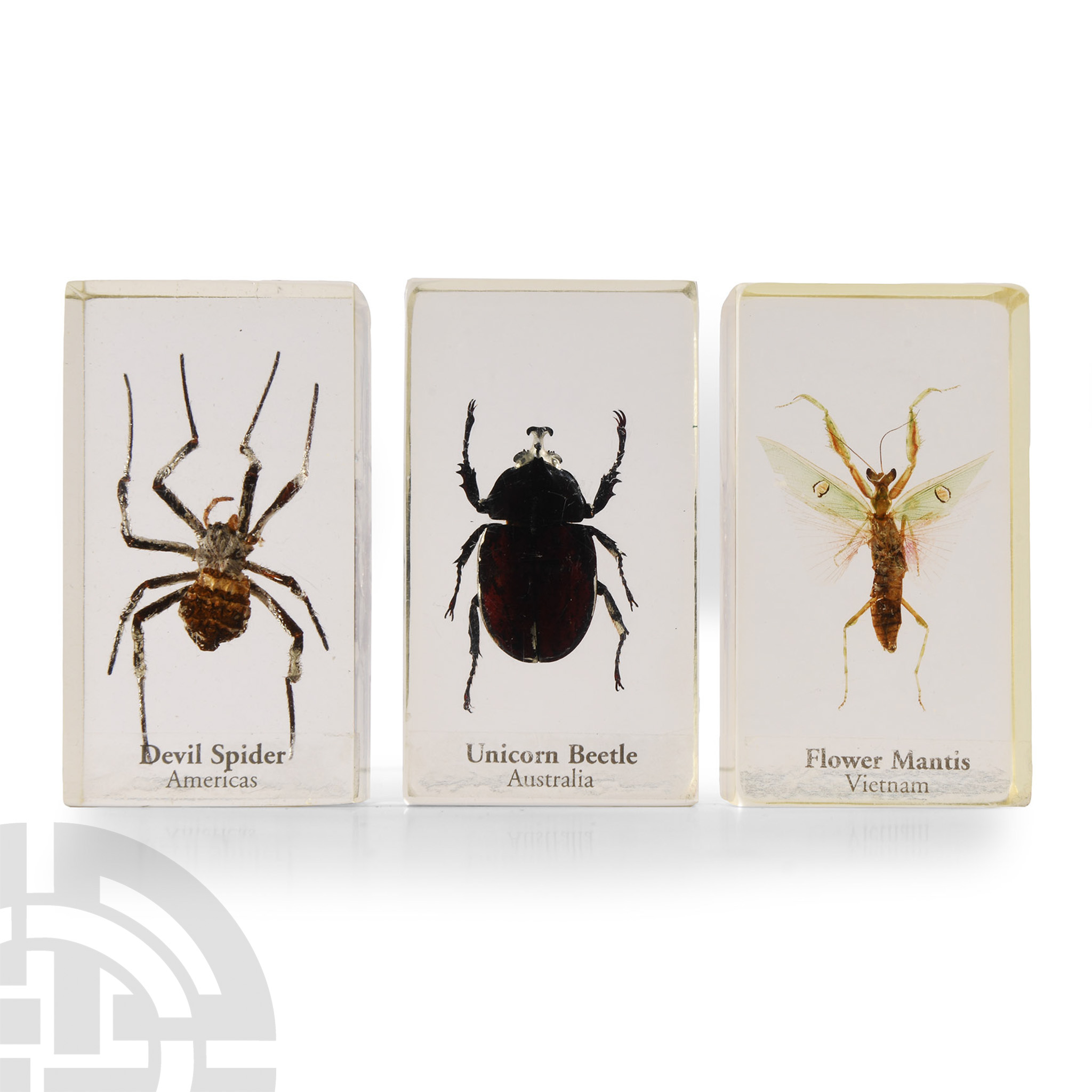 Natural History - Insect Paper Weight Group