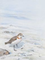 George Edward Lodge - White-fronted Sand Plover, watercolour with gouache, signed, 27.5cm x 21cm,