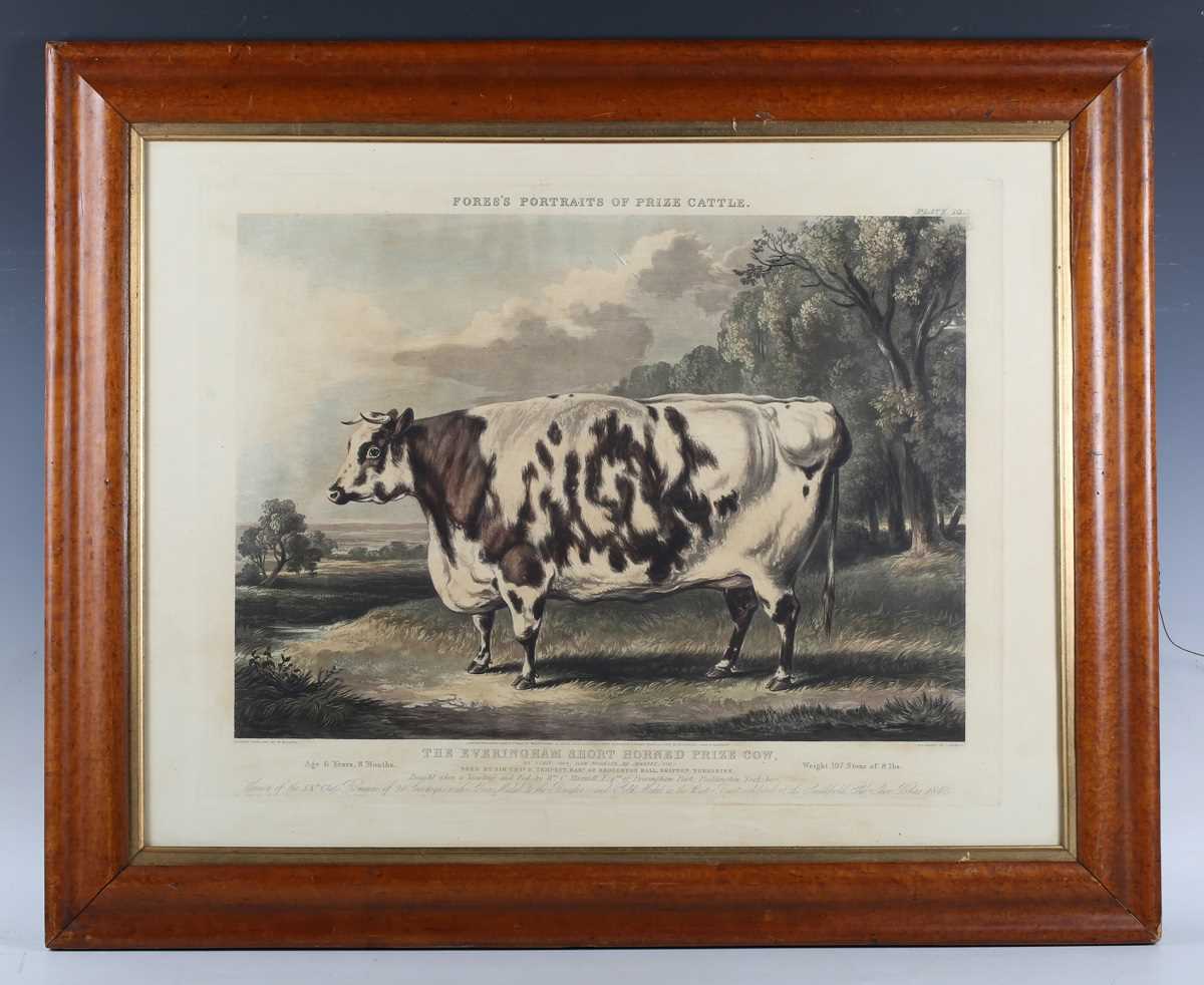John Harris, after William Henry Davis – ‘The Everingham Short Horned Prize Cow’, aquatint with - Image 2 of 12