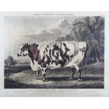 John Harris, after William Henry Davis – ‘The Everingham Short Horned Prize Cow’, aquatint with