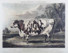 John Harris, after William Henry Davis – ‘The Everingham Short Horned Prize Cow’, aquatint with