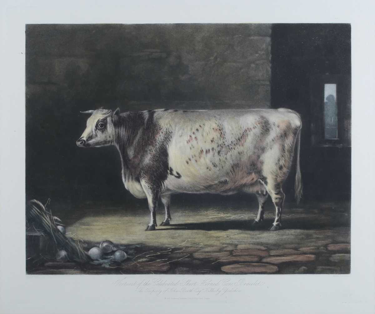 John Harris, after William Henry Davis – ‘The Everingham Short Horned Prize Cow’, aquatint with - Image 7 of 12