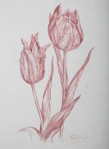 J. Diner – Tulips, 20th century sanguine with pastel, signed, sheet size 42cm x 26.5cm, together