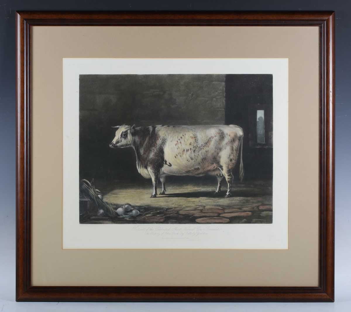 John Harris, after William Henry Davis – ‘The Everingham Short Horned Prize Cow’, aquatint with - Image 8 of 12