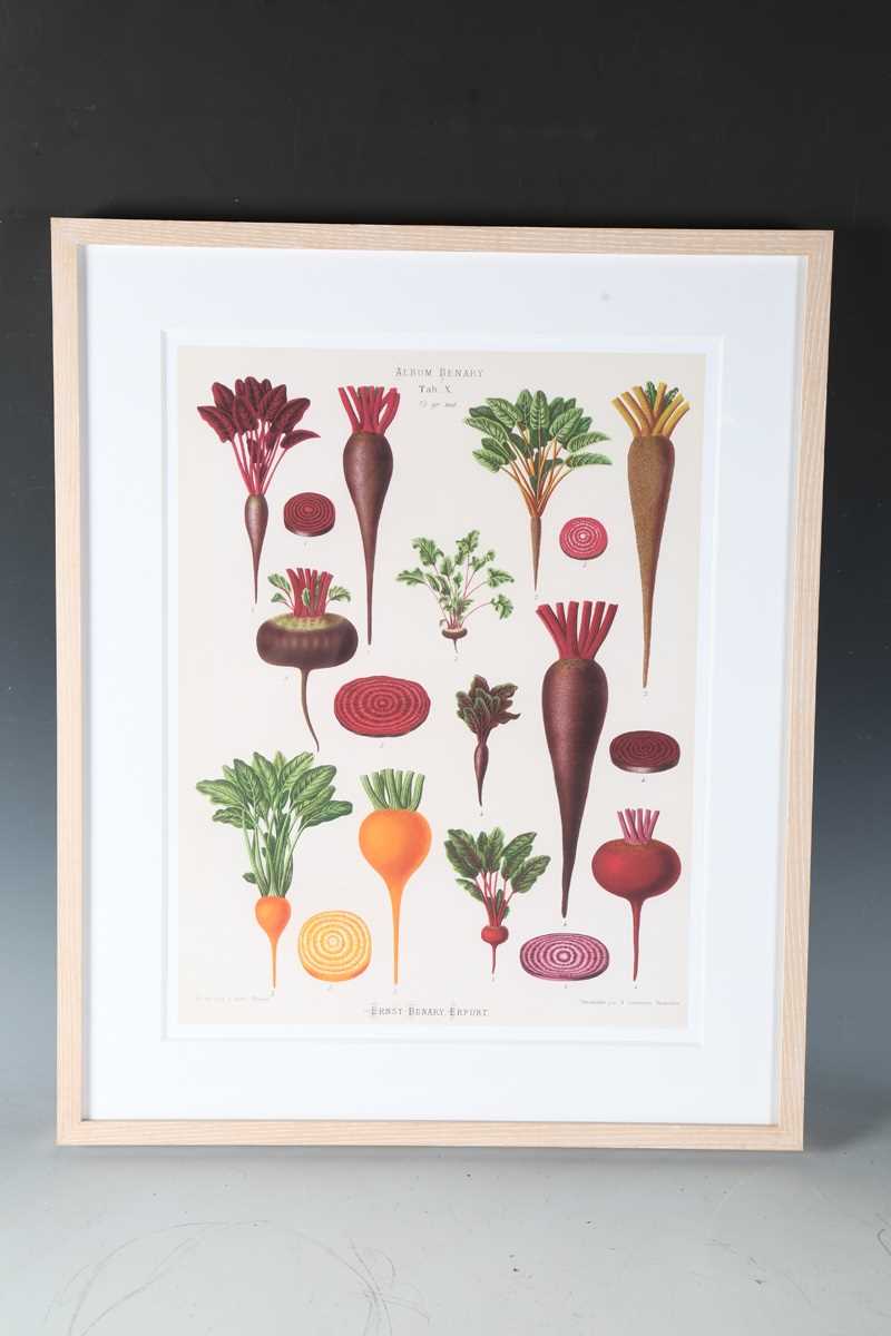 A set of five modern reproduction colour prints depicting botanical studies of vegetables by Ernst - Image 13 of 15