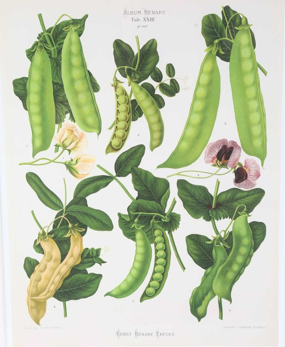 A set of five modern reproduction colour prints depicting botanical studies of vegetables by Ernst - Image 5 of 15