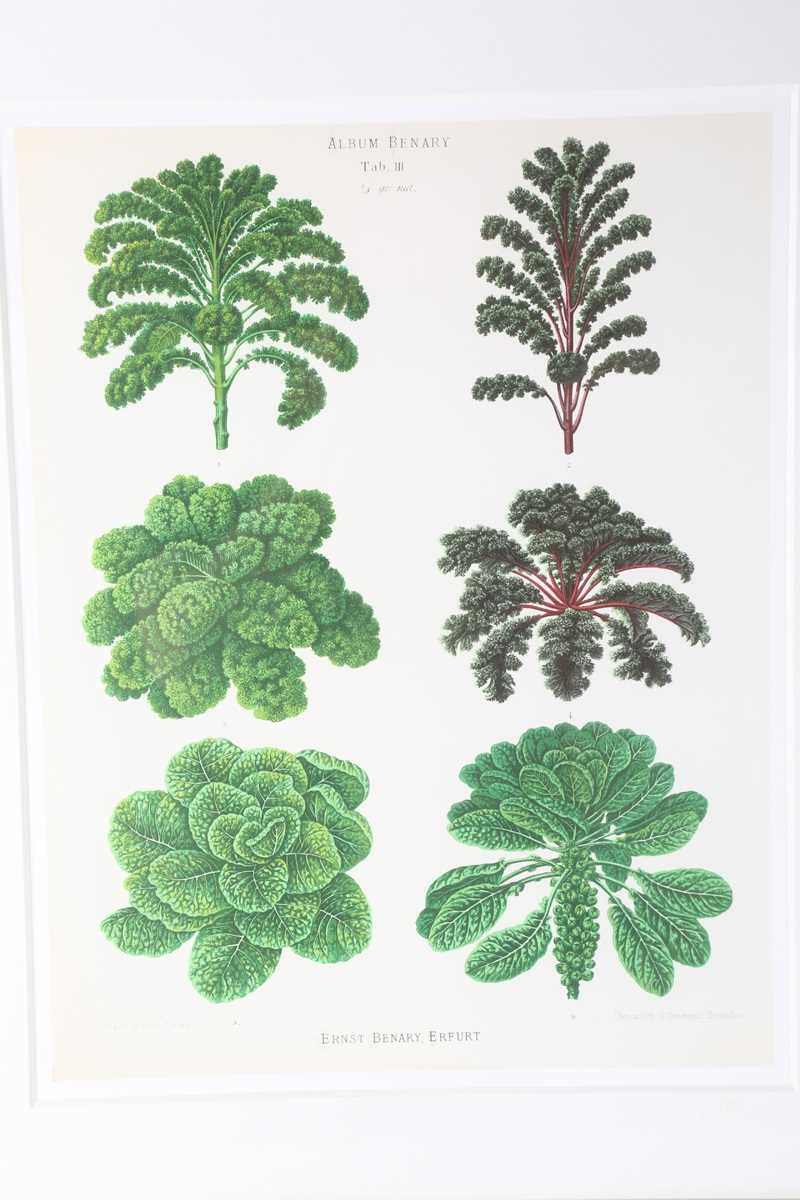 A set of five modern reproduction colour prints depicting botanical studies of vegetables by Ernst - Image 9 of 15