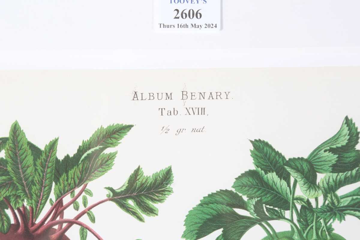 A set of five modern reproduction colour prints depicting botanical studies of vegetables by Ernst - Image 3 of 15