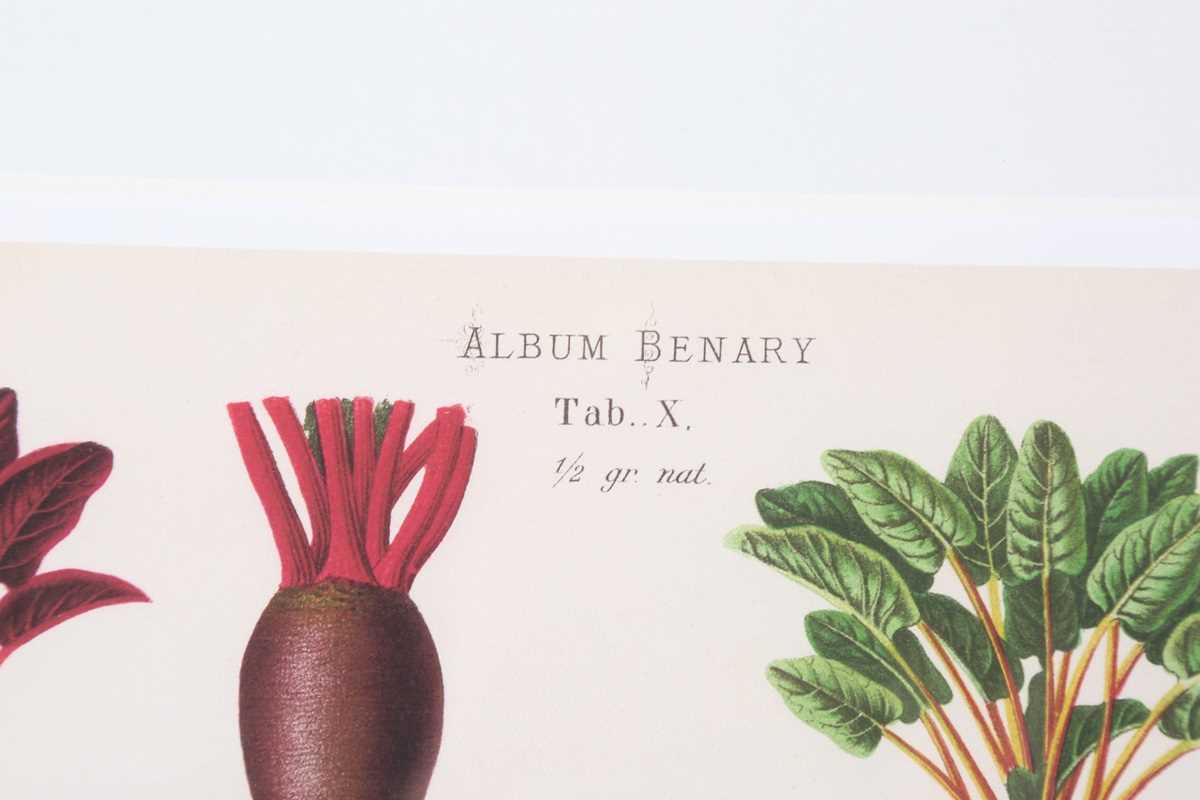 A set of five modern reproduction colour prints depicting botanical studies of vegetables by Ernst - Image 15 of 15
