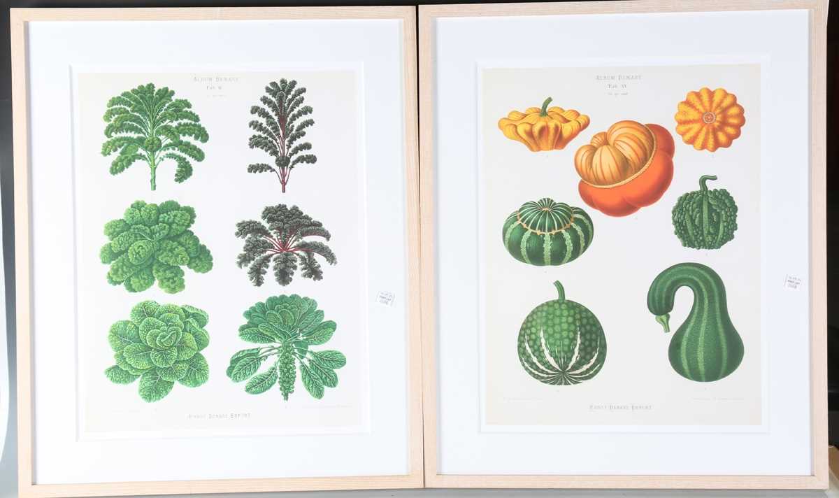 A set of five modern reproduction colour prints depicting botanical studies of vegetables by Ernst - Image 8 of 15