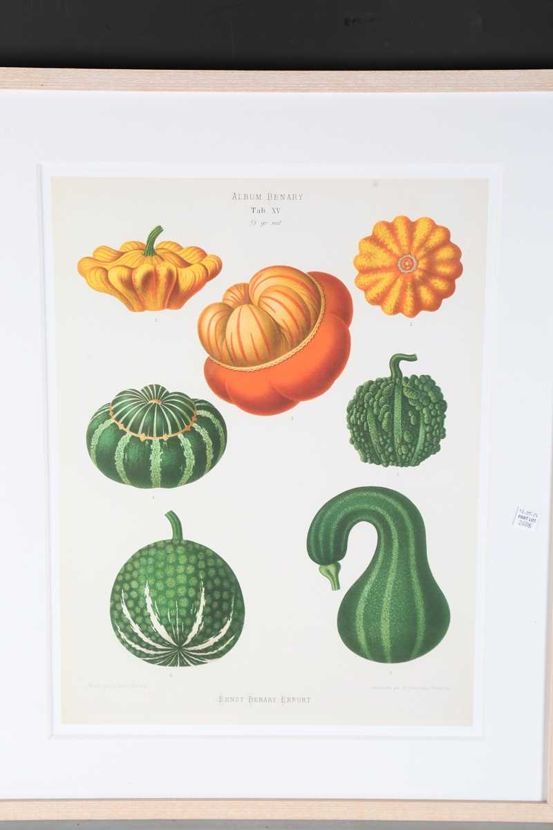 A set of five modern reproduction colour prints depicting botanical studies of vegetables by Ernst - Image 11 of 15