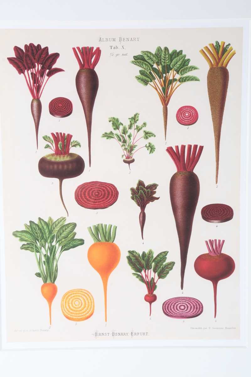 A set of five modern reproduction colour prints depicting botanical studies of vegetables by Ernst - Image 14 of 15