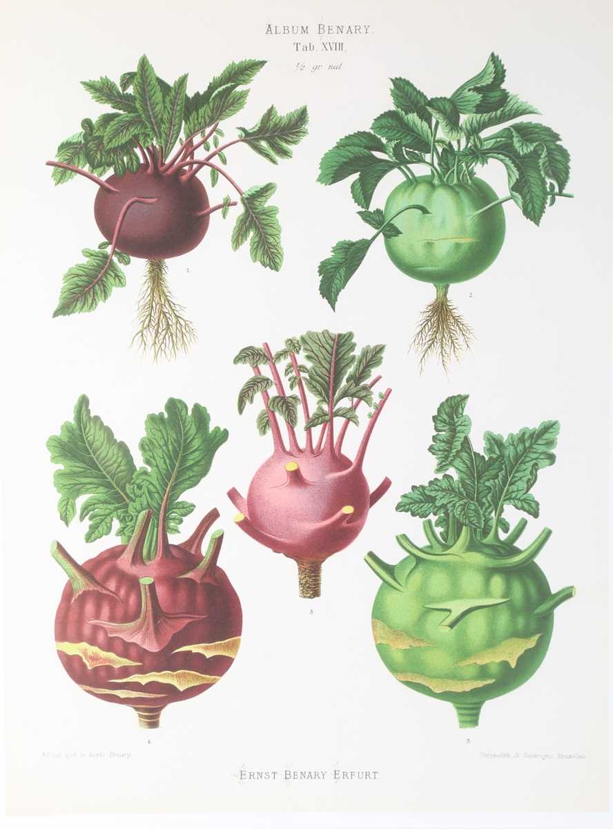 A set of five modern reproduction colour prints depicting botanical studies of vegetables by Ernst - Image 2 of 15